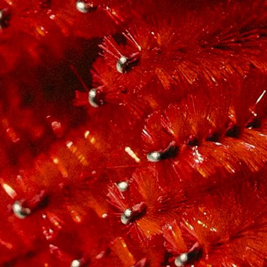 Targeted Red Light Therapy Package 